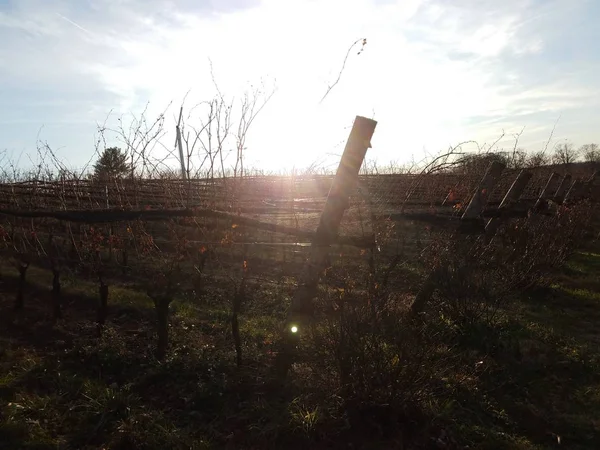 Rośliny lub winorośle rosnące w winnicy z drzewnymi słupami — Zdjęcie stockowe