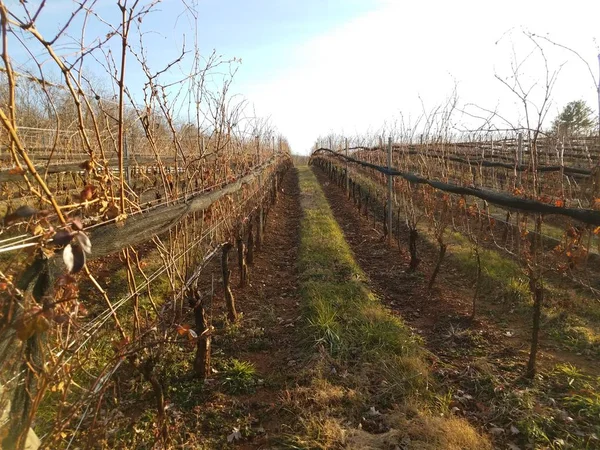 Piante o viti che crescono in vigna con pali di legno — Foto Stock