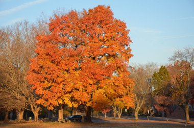 Parkta parlak turuncu ve sarı ağaç