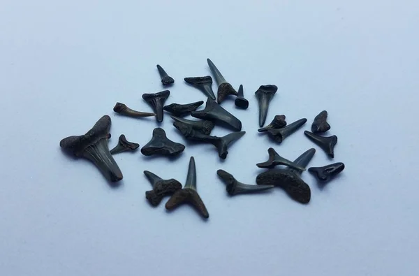 Окаменелости зубов черной акулы на белом фоне — стоковое фото