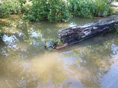 Göldeki ya da sudaki suda çürüyen odun kütükleri