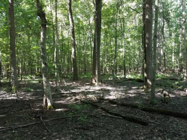 Ormana düşen dallar ya da yeşil yapraklı ağaçlar