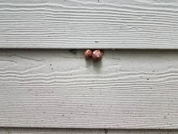 两只蜗牛，壳在肮脏的白色房子侧边 — 图库照片