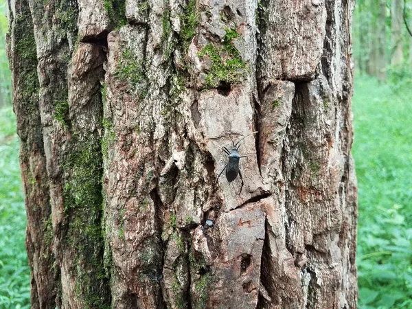 Inseto besouro preto em casca de árvore marrom com musgo — Fotografia de Stock