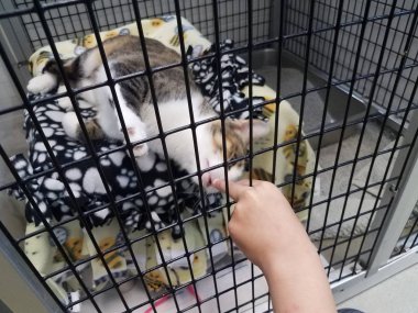 çocuk parmakları ve beyaz ve gri kedi veya kafesteki kedi