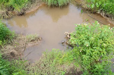 yeşil kaplumbağa ve çamurlu su, sulak alanda yeşil bitkiler.