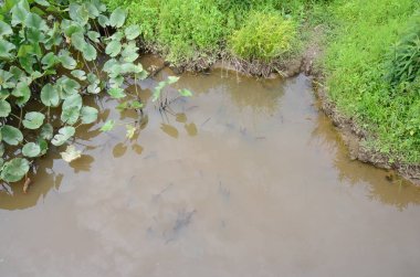 Çamurlu su ve yeşil bitkiler sulak arazide
