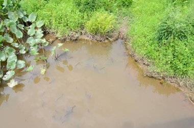 Çamurlu su ve yeşil bitkiler sulak arazide