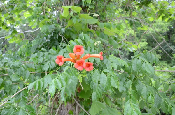 Plante aux feuilles vertes et aux pétales de fleurs orange rouge — Photo