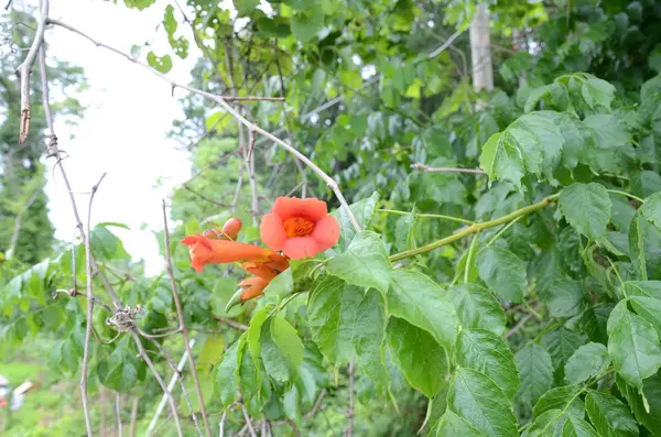 Φυτό με πράσινα φύλλα και κόκκινα πέταλα πορτοκαλιάς — Φωτογραφία Αρχείου
