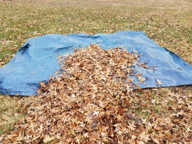 Sonbaharda ya da kışın mavi branda ve düşmüş kahverengi yapraklar