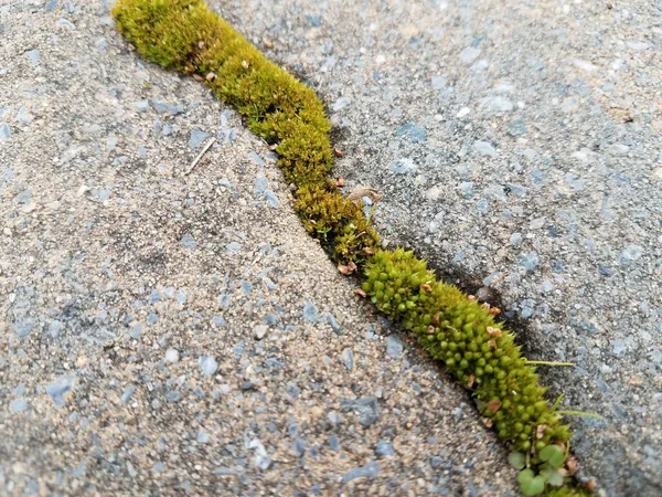 Green moss growing in cracks of grey stone tiles on ground — Stock Photo, Image