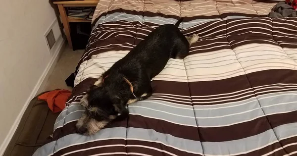 Черный пес или щенок на кровати с коричневым и белым одеялом — стоковое фото