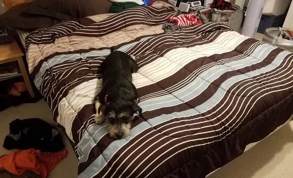 Schwarzer Hund oder Welpe im Bett mit brauner und weißer Decke — Stockfoto