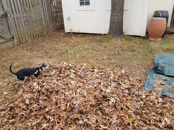 Zwarte hond spelen in gevallen bruine bladeren en blauw zeil — Stockfoto