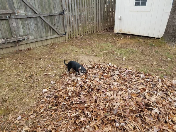 Schwarzer Hund spielt in herabgefallenen braunen Blättern — Stockfoto