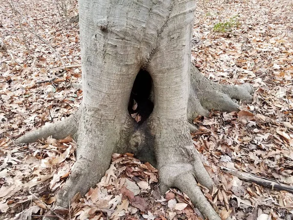 Hueco del tronco del árbol con hojas marrones caídas — Foto de Stock