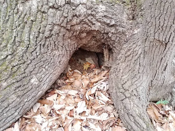 Hollow of tree trunk with fallen brown leaves — Stock Photo, Image