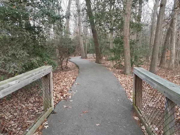 Sentiero asfaltato o sentiero e alberi nella foresta con recinzione — Foto Stock