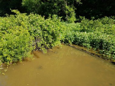 Bulanık nehir ya da gölet suyu ve sulak alandaki yeşil bitkiler