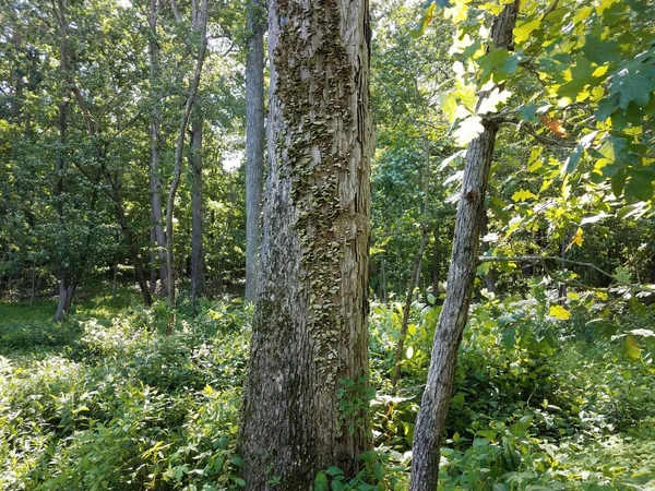 Setas o hongos en el tronco del árbol en el bosque o los bosques — Foto de Stock