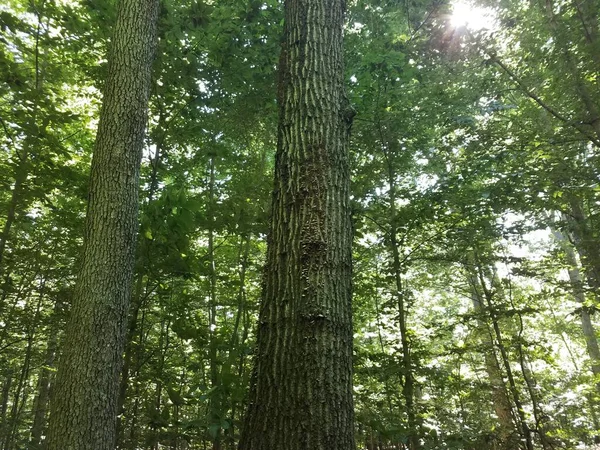 Pilze oder Pilze auf Baumstämmen im Wald oder Wald — Stockfoto