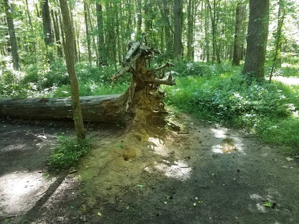 Árbol caído o registro en el bosque con raíces — Foto de Stock