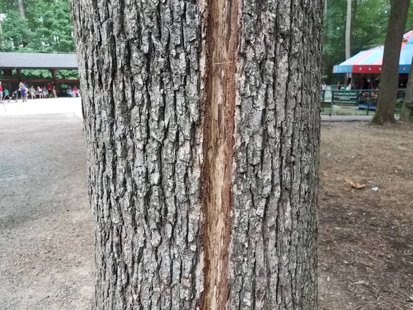 Corteccia del tronco d'albero con striscia mancante o danni — Foto Stock