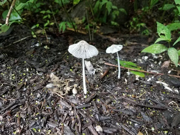 White mushrooms or fungus in wet brown soil — Stock Photo, Image