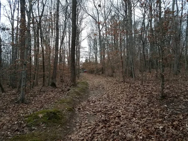 Sentier ou sentier dans les bois avec arbres et feuilles tombées — Photo