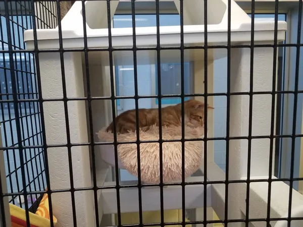 Gato marrom na gaiola de metal descansando na cama — Fotografia de Stock