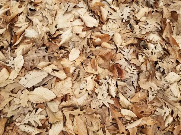秋や冬に地面に落ちた茶色の葉は — ストック写真
