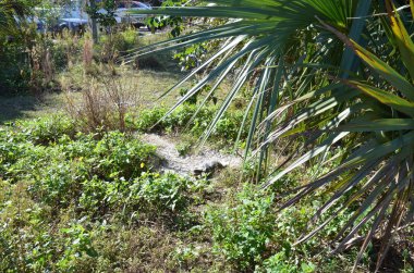Kabuklu gri kaplumbağa ve yeşil yapraklı bitkiler