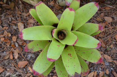 Pembe yapraklı bitki ve suyla yeşil yapraklar