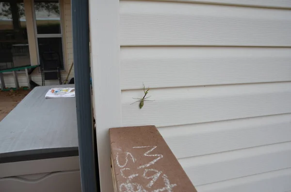 Groen bidsprinkhaan insect op witte home siding — Stockfoto