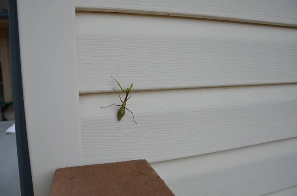 Зелена молитовна комаха мантиса на білому домашньому сайдингу — стокове фото