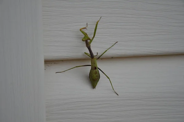 Green praying mantis insect on white home siding — Stock Photo, Image