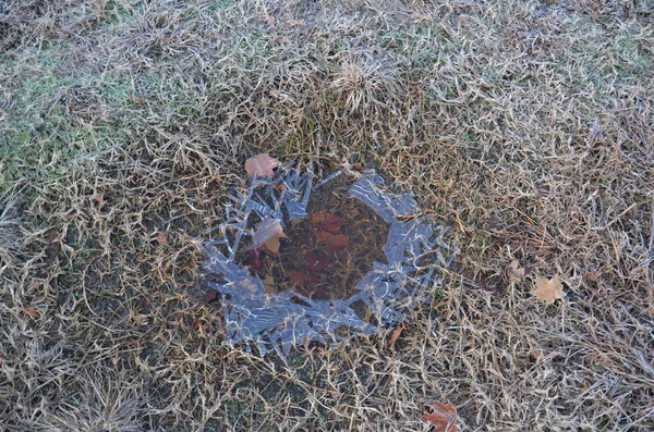 Hojas caídas y charco de hielo de agua congelada en hierba marrón — Foto de Stock