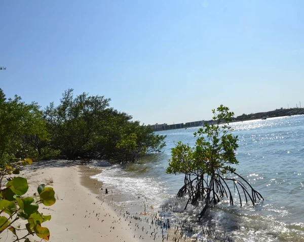 Mangrovenbaumwurzeln sowie Wasser und Sand an einem Ufer in Florida — Stockfoto