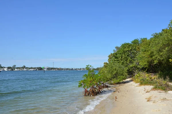 Mangrovníkové kořeny stromů a voda a písek na pobřeží Floridy — Stock fotografie
