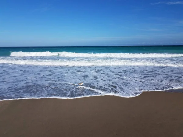 Okyanus dalgaları ve kumsalda ıslak kum ve kuş — Stok fotoğraf