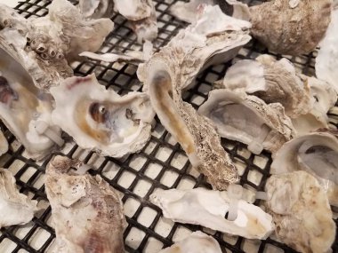 Bir ağ ya da ekrana bağlı istiridye kabukları