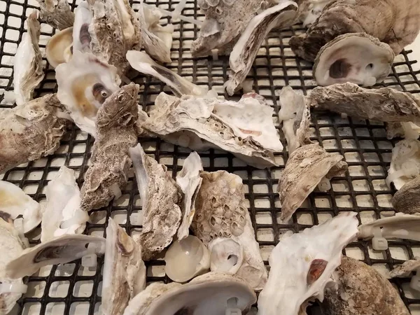 Oyster shells attached to a net or screen — Stock Photo, Image