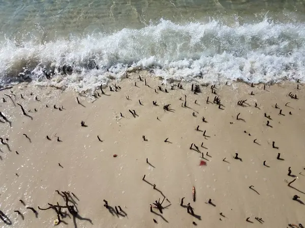 Manguezal raízes e água e areia na costa — Fotografia de Stock