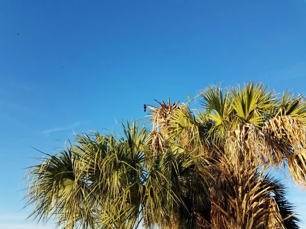 Чорний птах в пальмовому листі і блакитному небі — стокове фото