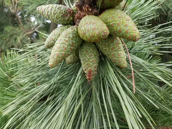 Brown insect on green pine cones and pine needles — Stock Fotó