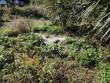 turtle in sand with green plants and leaves