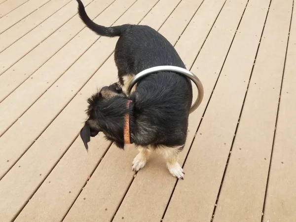 Metal circle on black and brown dog on wood deck — стоковое фото