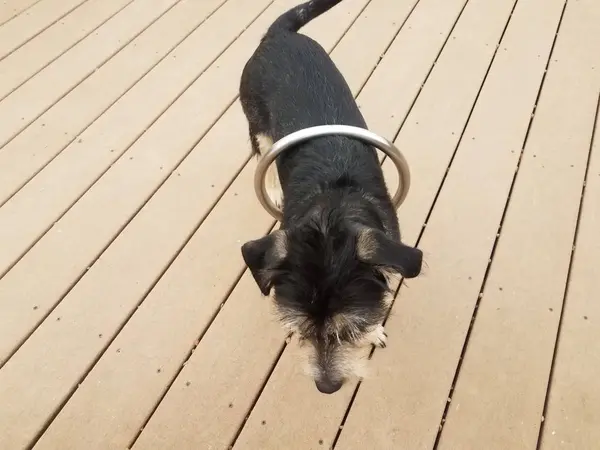 Metal circle on black and brown dog on wood deck — Photo