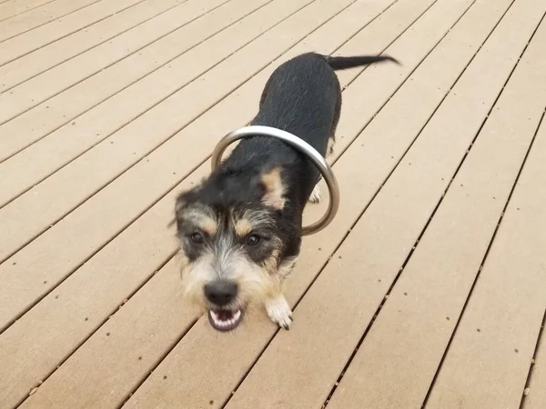 Metal circle on black and brown dog on wood deck —  Fotos de Stock